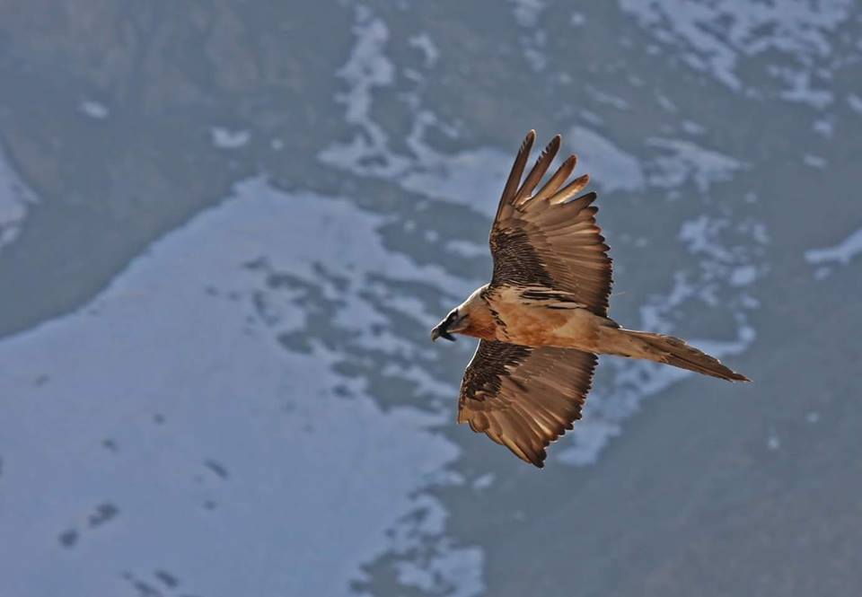 Gipeto in Valle di Susa - Dante Alpe